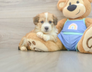 7 week old Mini Aussiedoodle Puppy For Sale - Windy City Pups