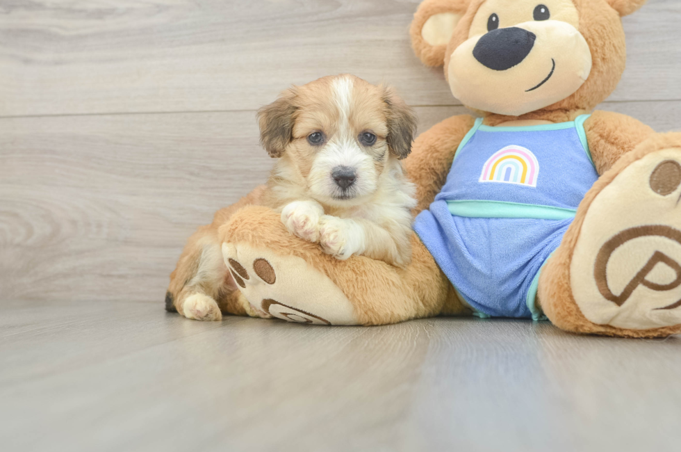 5 week old Mini Aussiedoodle Puppy For Sale - Windy City Pups