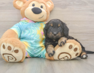 8 week old Mini Aussiedoodle Puppy For Sale - Windy City Pups