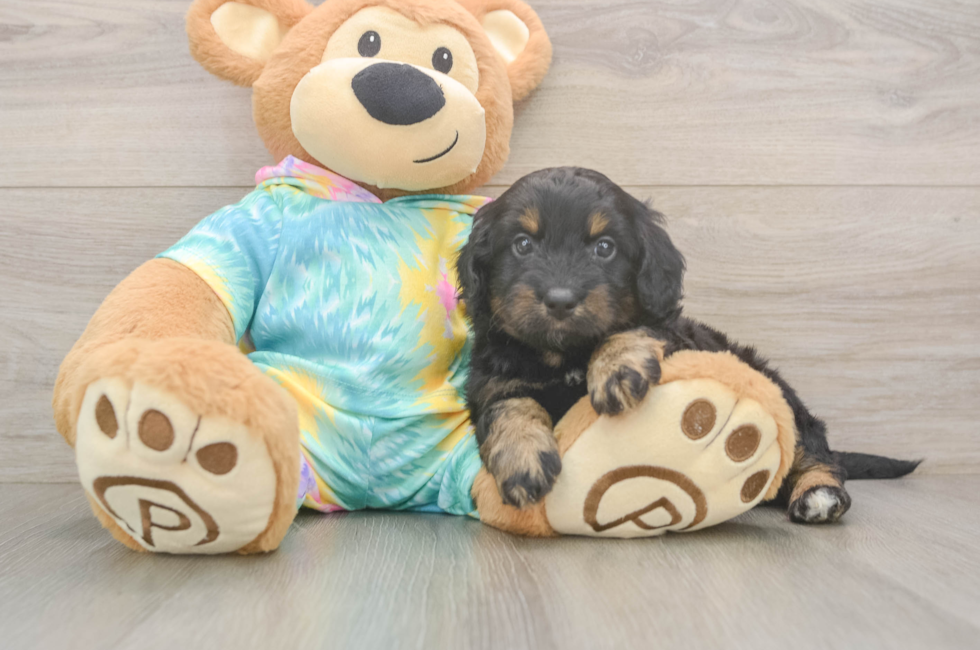 5 week old Mini Aussiedoodle Puppy For Sale - Windy City Pups