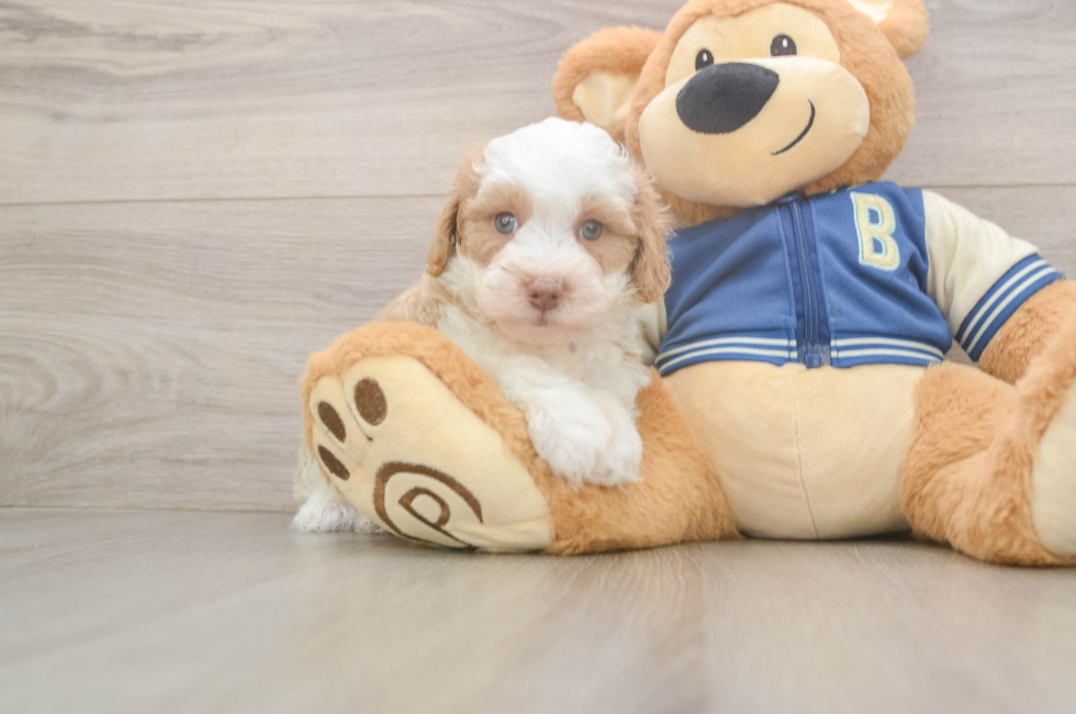 5 week old Mini Aussiedoodle Puppy For Sale - Windy City Pups