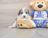 8 week old Mini Aussiedoodle Puppy For Sale - Windy City Pups