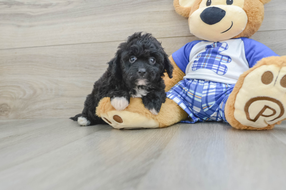 Friendly Mini Aussiedoodle Baby