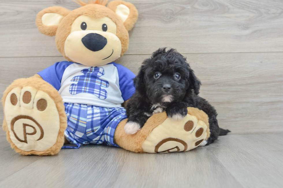 6 week old Mini Aussiedoodle Puppy For Sale - Windy City Pups