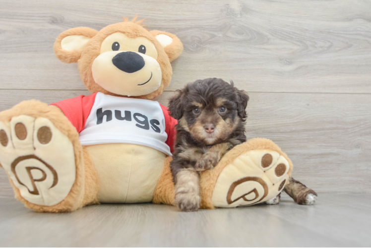 Mini Aussiedoodle Puppy for Adoption