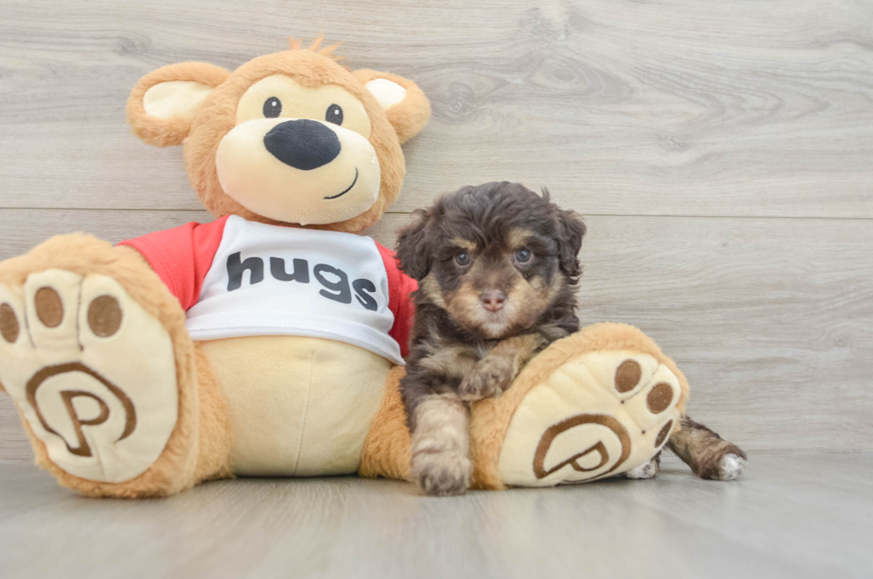 7 week old Mini Aussiedoodle Puppy For Sale - Windy City Pups