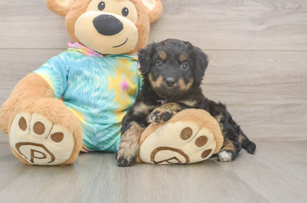 5 week old Mini Aussiedoodle Puppy For Sale - Windy City Pups