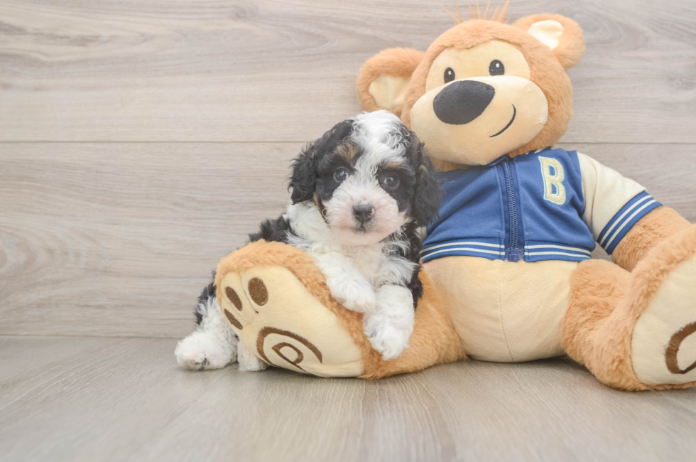 5 week old Mini Aussiedoodle Puppy For Sale - Windy City Pups