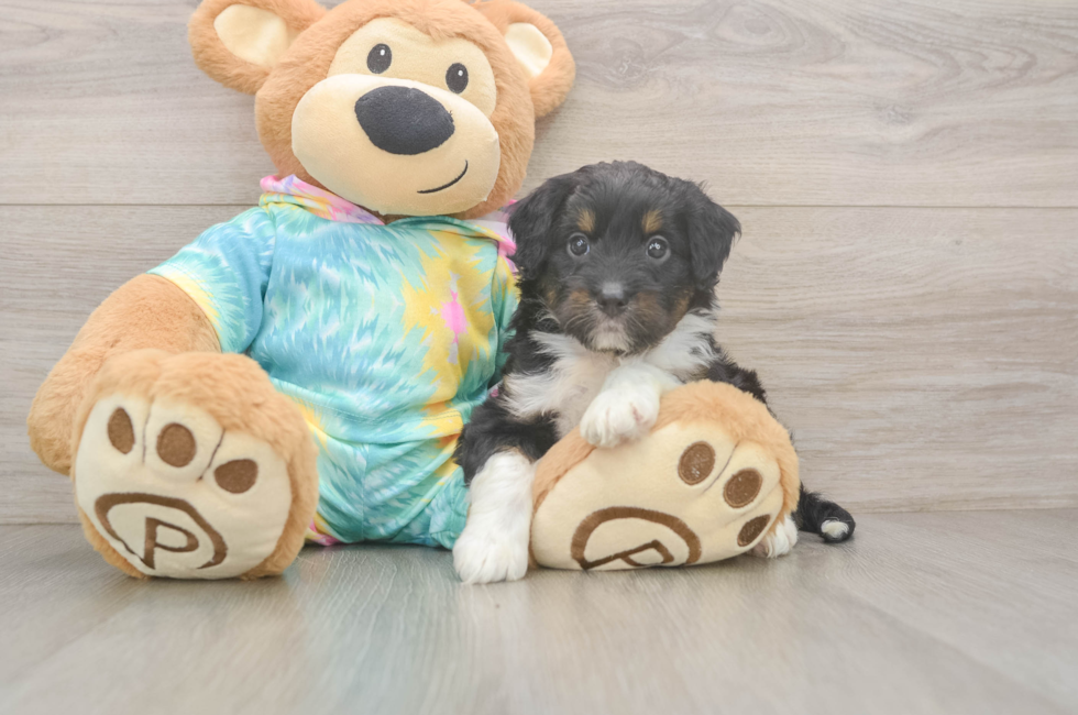 5 week old Mini Aussiedoodle Puppy For Sale - Windy City Pups