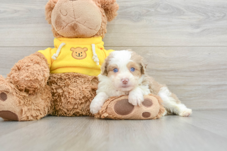 Best Mini Aussiedoodle Baby