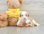 7 week old Mini Aussiedoodle Puppy For Sale - Windy City Pups