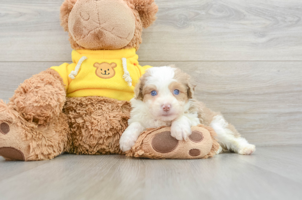 7 week old Mini Aussiedoodle Puppy For Sale - Windy City Pups