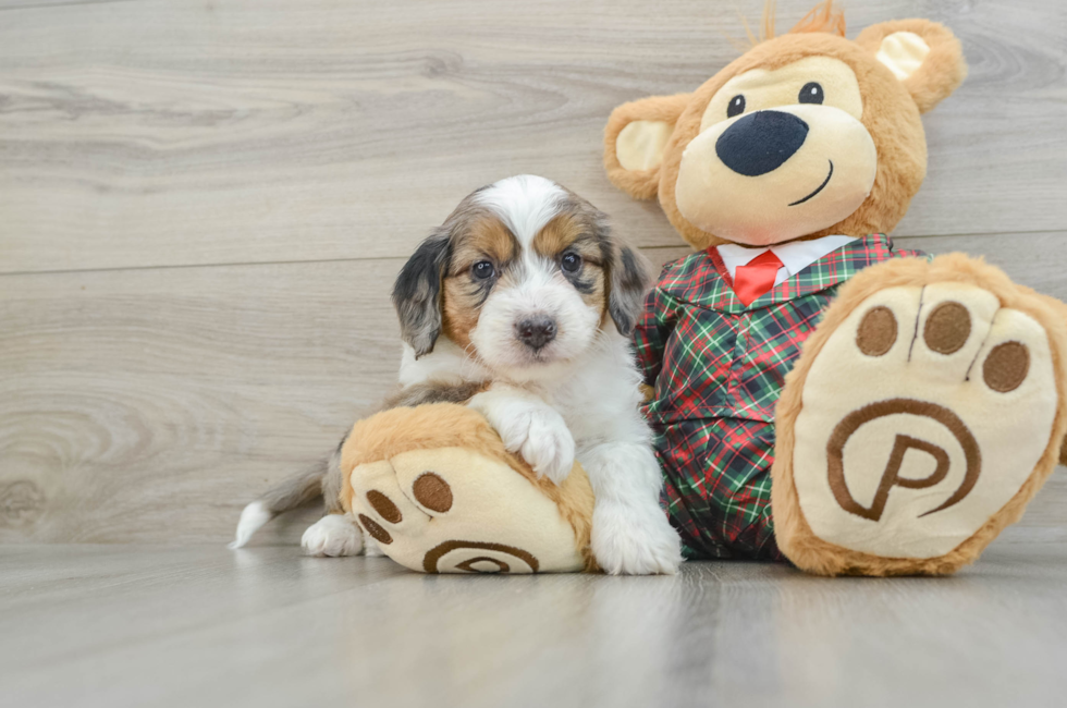 5 week old Mini Aussiedoodle Puppy For Sale - Windy City Pups