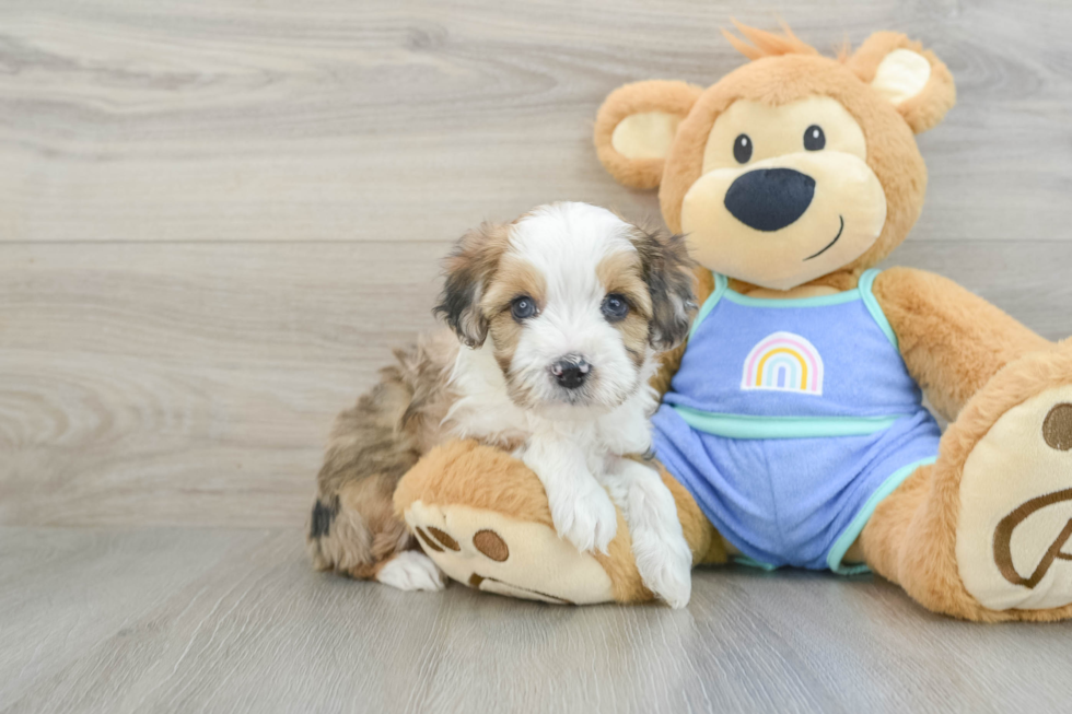 Small Mini Aussiedoodle Baby