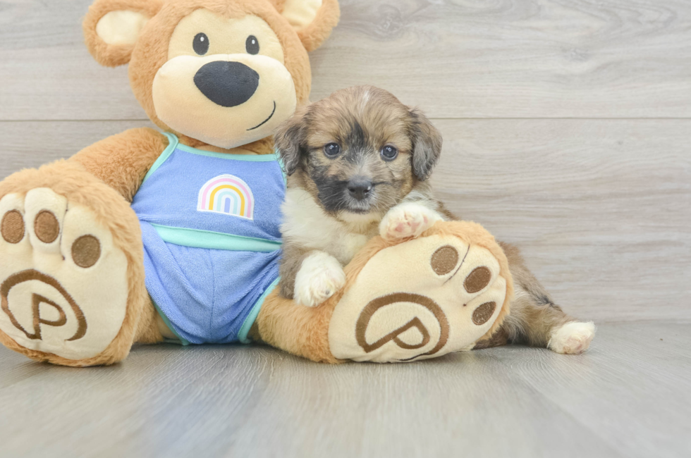 5 week old Mini Aussiedoodle Puppy For Sale - Windy City Pups