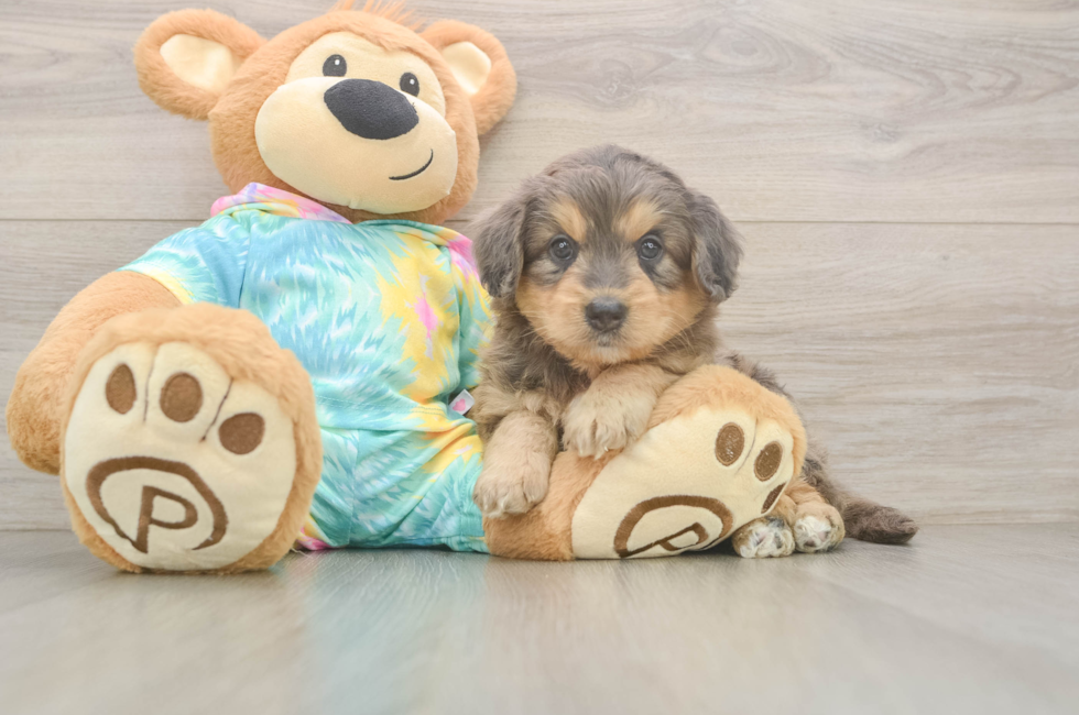 5 week old Mini Aussiedoodle Puppy For Sale - Windy City Pups