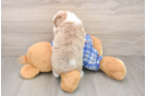 Playful Mini Aussiepoodle Poodle Mix Puppy