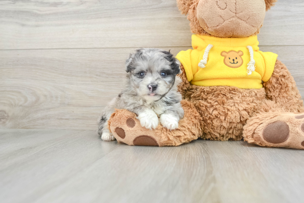 Best Mini Aussiedoodle Baby