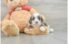 Playful Mini Aussiepoodle Poodle Mix Puppy