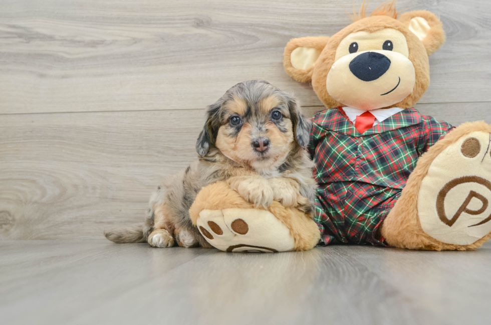 5 week old Mini Aussiedoodle Puppy For Sale - Windy City Pups