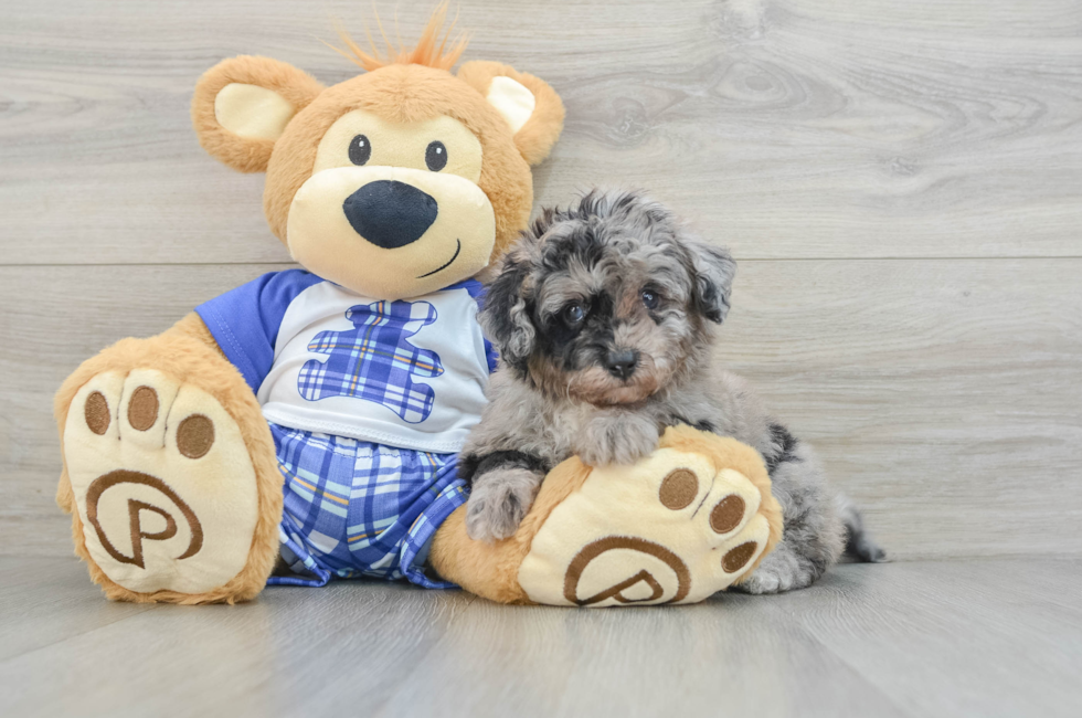 6 week old Mini Aussiedoodle Puppy For Sale - Windy City Pups