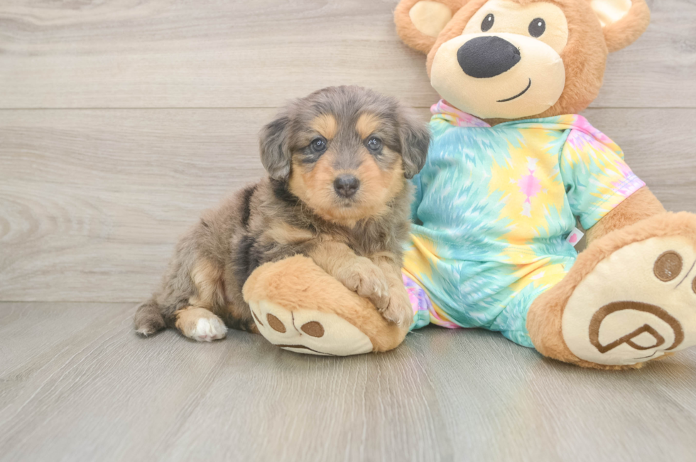 5 week old Mini Aussiedoodle Puppy For Sale - Windy City Pups