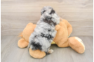 Best Mini Aussiedoodle Baby