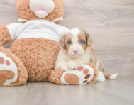 7 week old Mini Aussiedoodle Puppy For Sale - Windy City Pups