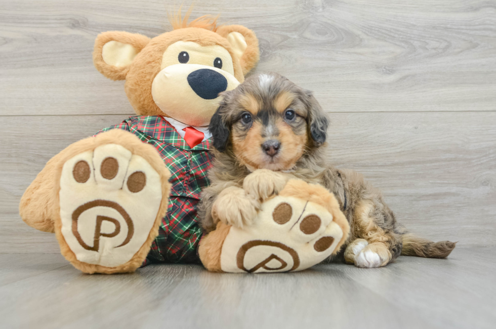 5 week old Mini Aussiedoodle Puppy For Sale - Windy City Pups