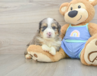 7 week old Mini Aussiedoodle Puppy For Sale - Windy City Pups