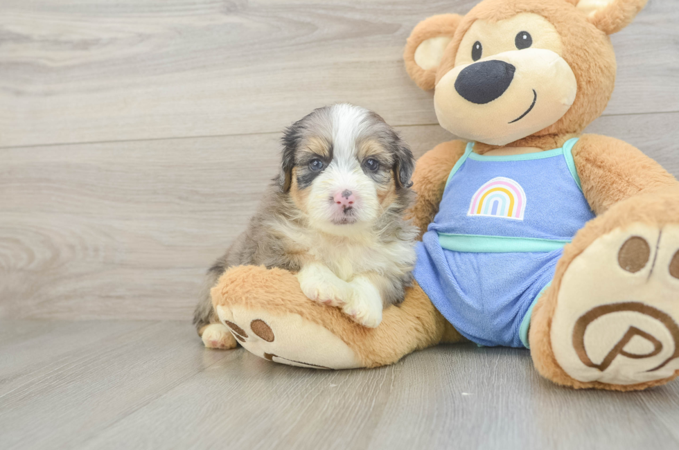 5 week old Mini Aussiedoodle Puppy For Sale - Windy City Pups