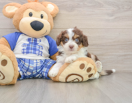 8 week old Mini Aussiedoodle Puppy For Sale - Windy City Pups