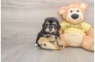 Little Aussiepoo Poodle Mix Puppy