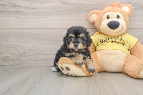Little Aussiepoo Poodle Mix Puppy