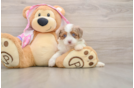 Adorable Aussiepoo Poodle Mix Puppy