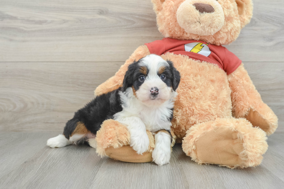 Happy Mini Aussiedoodle Baby