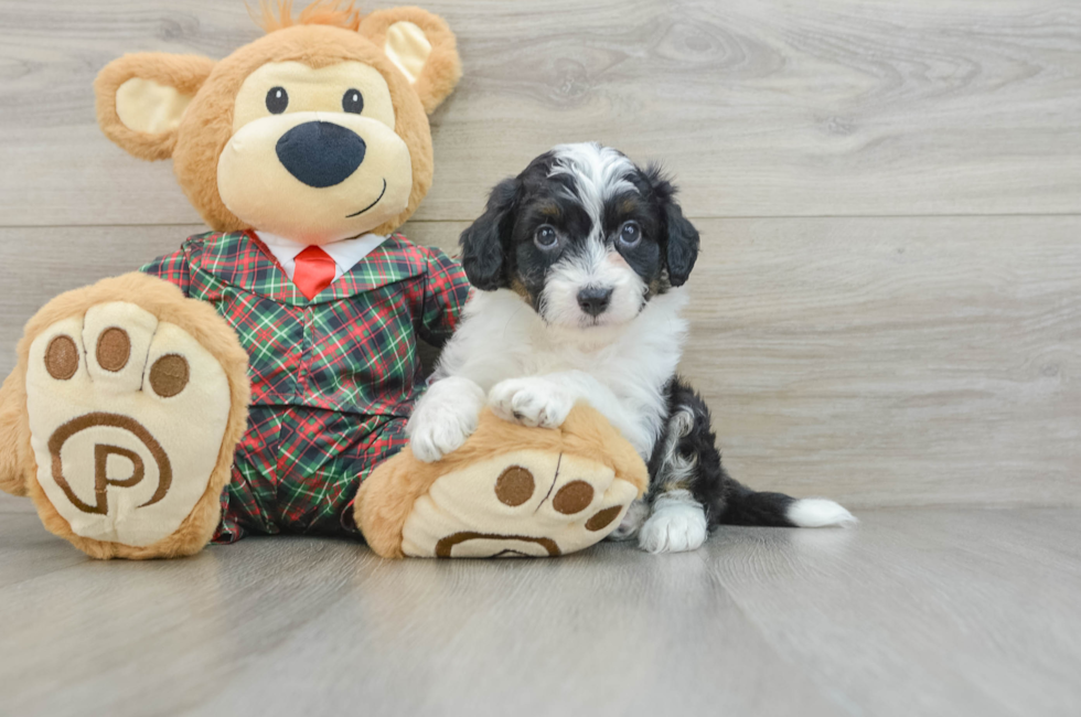 5 week old Mini Aussiedoodle Puppy For Sale - Windy City Pups