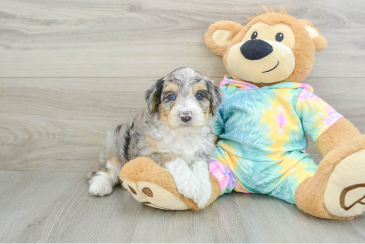 Best Mini Aussiedoodle Baby