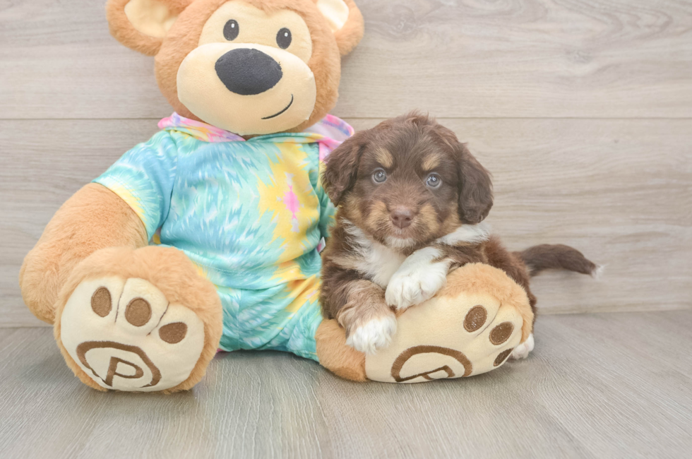 5 week old Mini Aussiedoodle Puppy For Sale - Windy City Pups