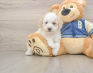 7 week old Mini Aussiedoodle Puppy For Sale - Windy City Pups