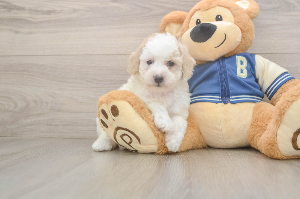 5 week old Mini Aussiedoodle Puppy For Sale - Windy City Pups