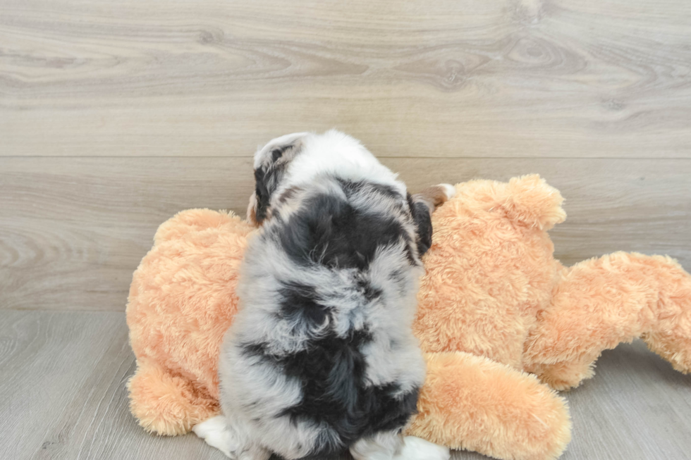 Mini Aussiedoodle Puppy for Adoption