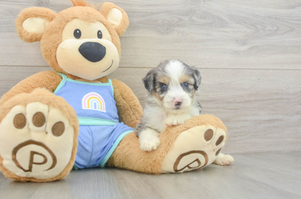 5 week old Mini Aussiedoodle Puppy For Sale - Windy City Pups