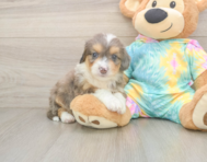 8 week old Mini Aussiedoodle Puppy For Sale - Windy City Pups