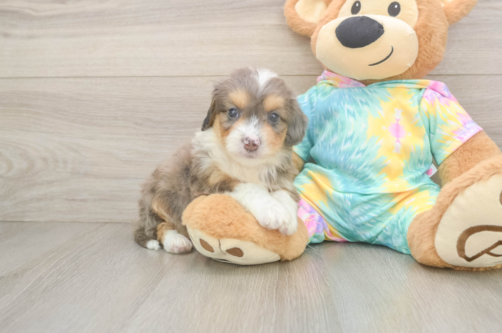 5 week old Mini Aussiedoodle Puppy For Sale - Windy City Pups
