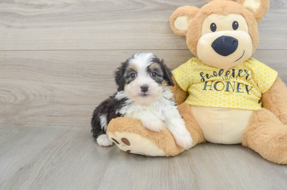 7 week old Mini Aussiedoodle Puppy For Sale - Windy City Pups