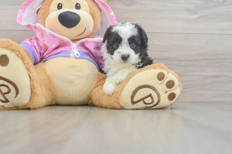 5 week old Mini Aussiedoodle Puppy For Sale - Windy City Pups