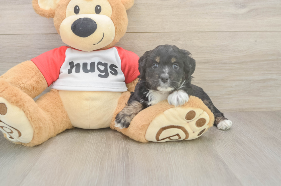 5 week old Mini Aussiedoodle Puppy For Sale - Windy City Pups