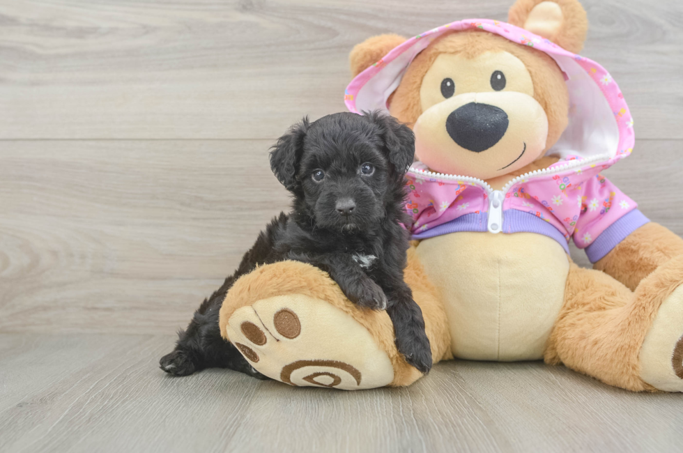 5 week old Mini Aussiedoodle Puppy For Sale - Windy City Pups