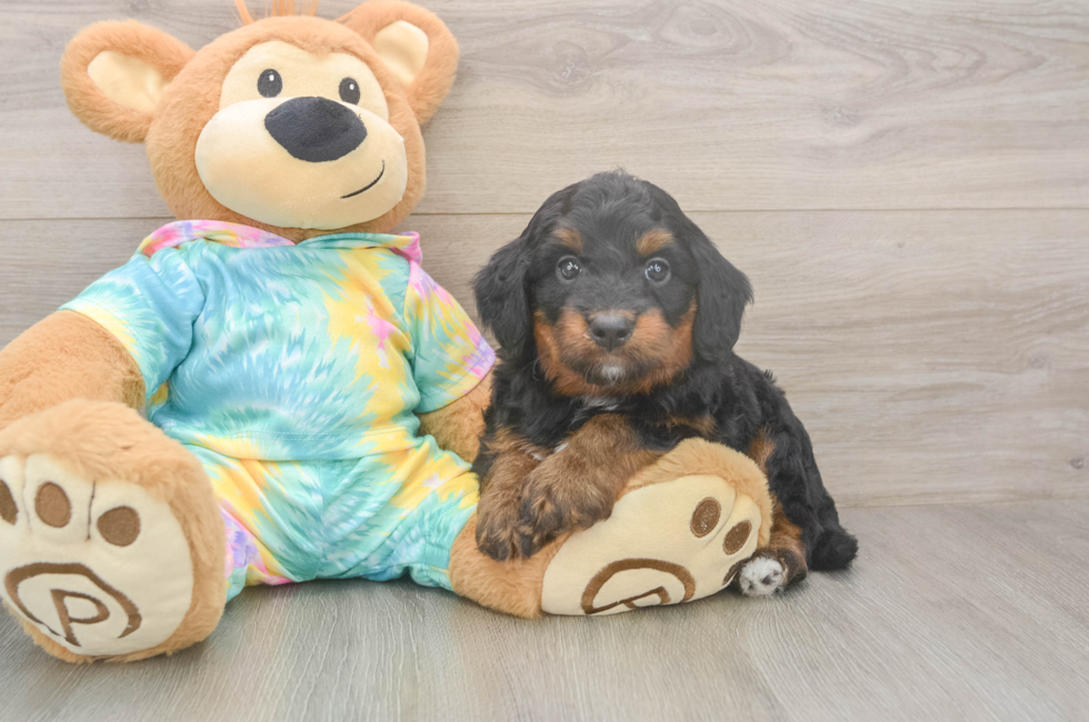 5 week old Mini Aussiedoodle Puppy For Sale - Windy City Pups